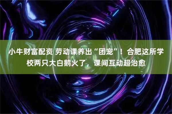 小牛财富配资 劳动课养出“团宠”！合肥这所学校两只大白鹅火了，课间互动超治愈